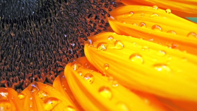 Vitamin Sağlık Sigortası